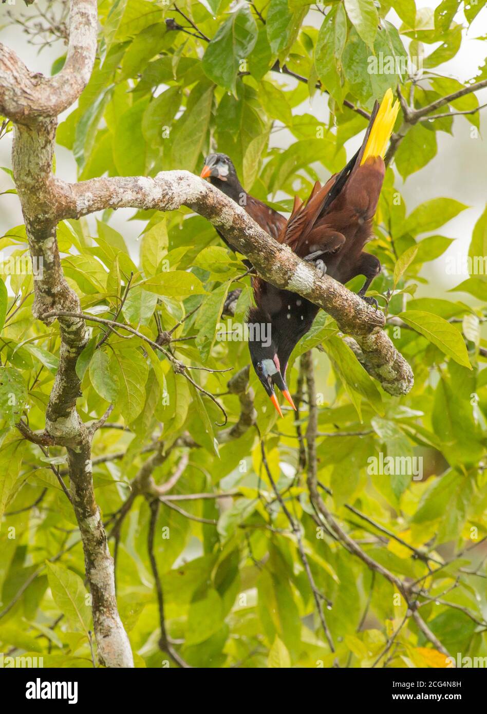 Montezuma oropendola - Costa Rica Foto Stock