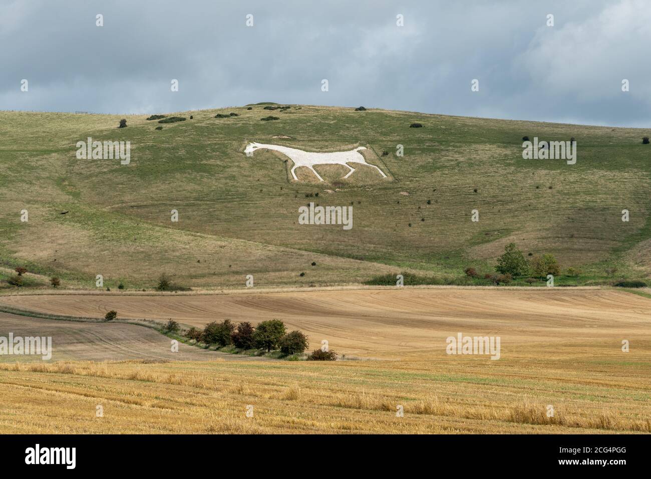 Alton Barnes White Horse ha tagliato nel 1812 nella collina di gesso, Milk Hill, nel Wiltshire, Regno Unito. Un'attrazione turistica a North Wessex Downs AONB. Foto Stock