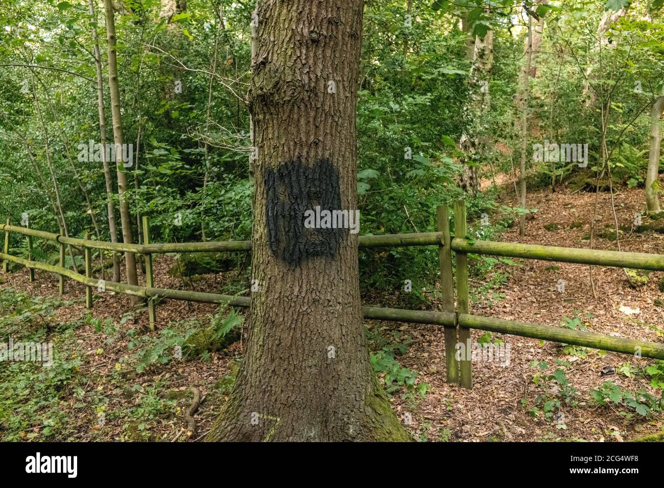 La Swastika nazista, che era stata dipinta su un albero l'8 settembre su una tranquilla corsia di campagna ad Alwoodly North Leeds, è dipinta il giorno seguente. Foto Stock