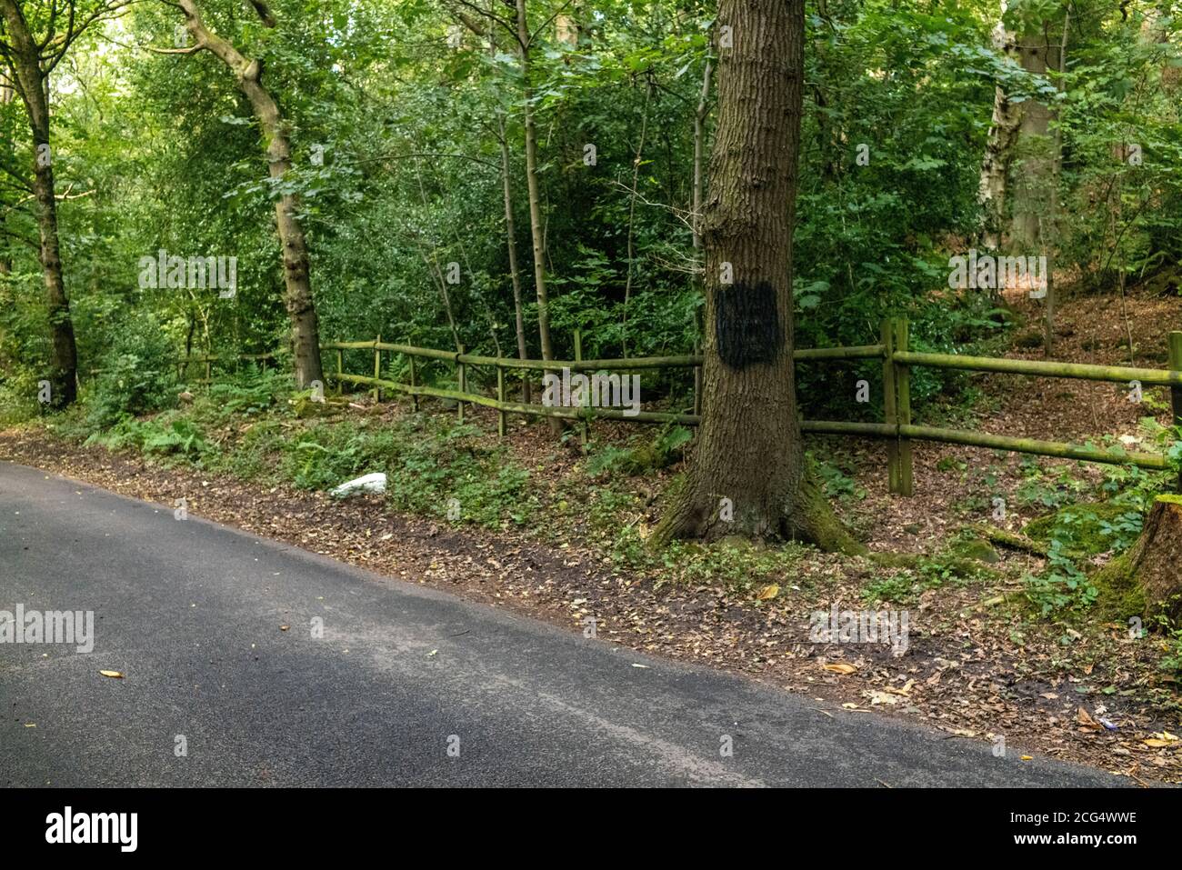La Swastika nazista, che era stata dipinta su un albero l'8 settembre su una tranquilla corsia di campagna ad Alwoodly North Leeds, è dipinta il giorno seguente. Foto Stock