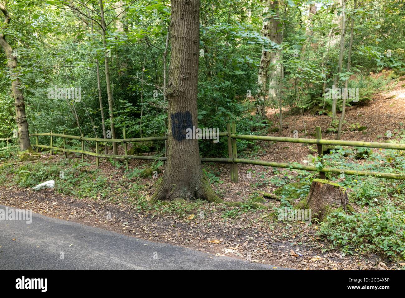 La Swastika nazista, che era stata dipinta su un albero l'8 settembre su una tranquilla corsia di campagna ad Alwoodly North Leeds, è dipinta il giorno seguente. Foto Stock