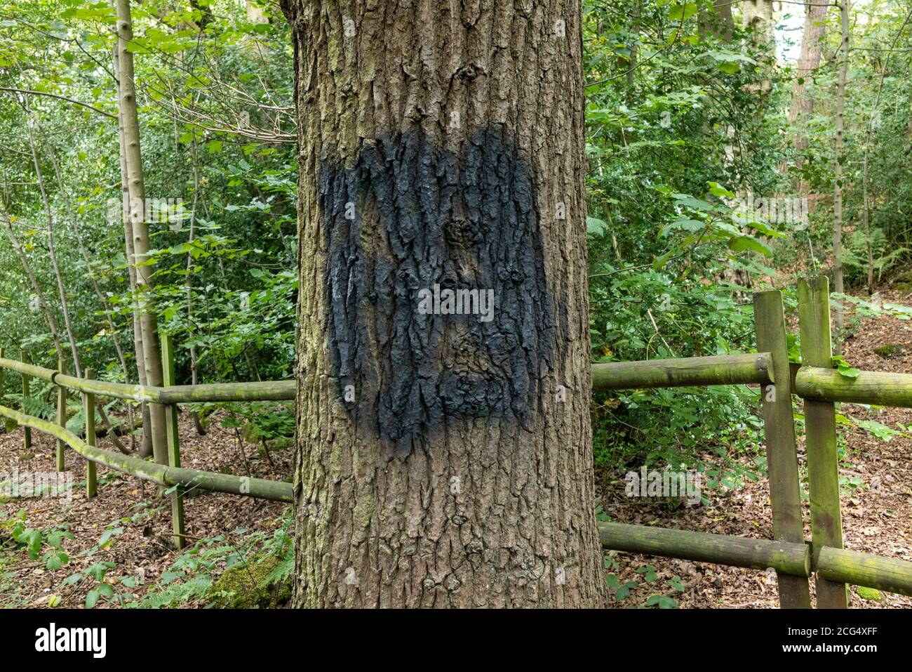 La Swastika nazista, che era stata dipinta su un albero l'8 settembre su una tranquilla corsia di campagna ad Alwoodly North Leeds, è dipinta il giorno seguente. Foto Stock