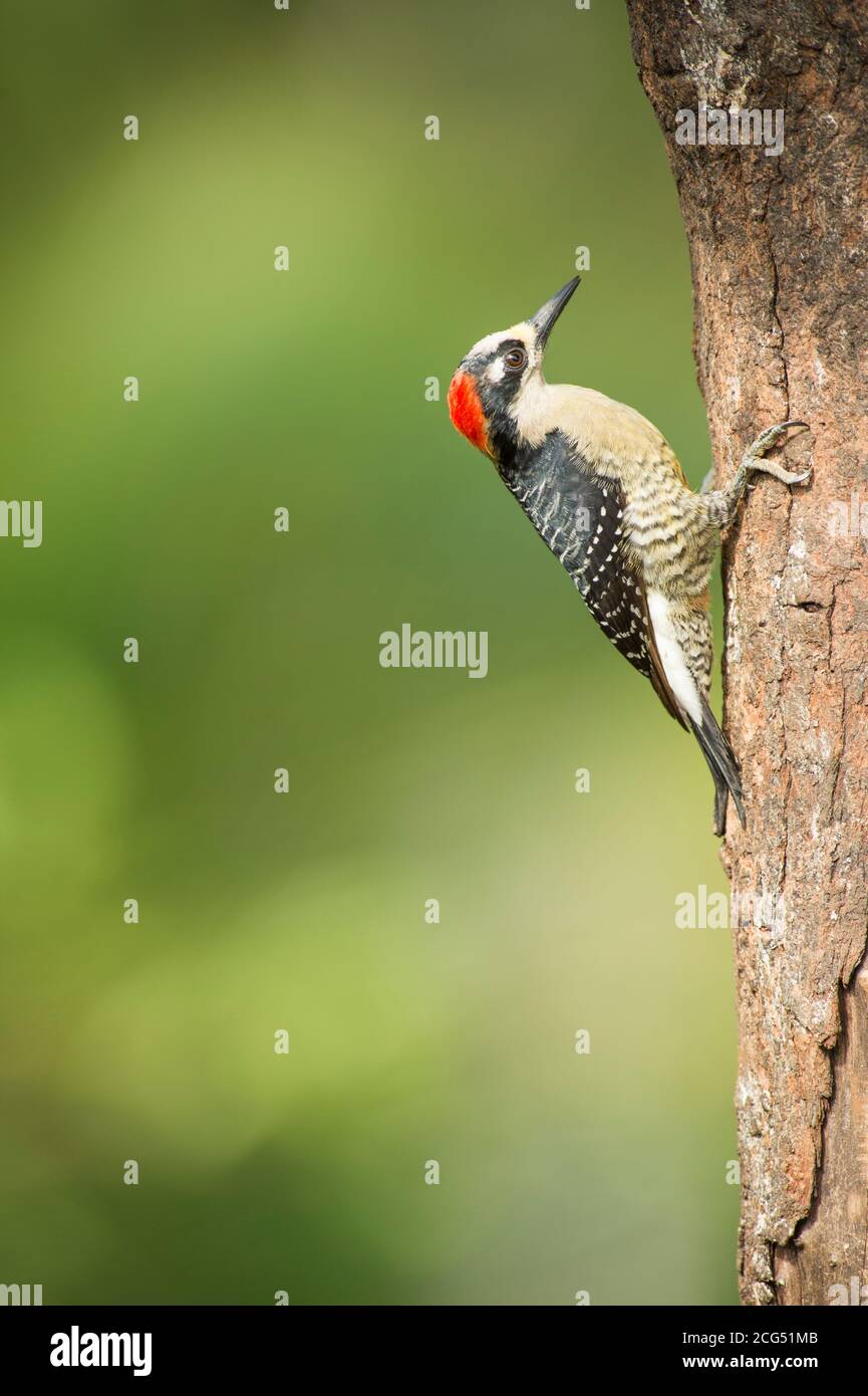 Picchio nero su un albero in Costa Rica Foto Stock