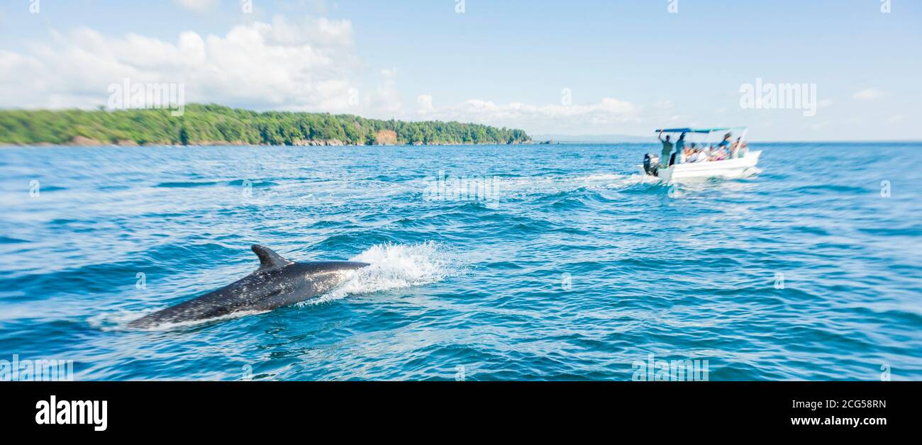 False killerwhale - Parco Nazionale di Corcovado - Costa Rica Foto Stock