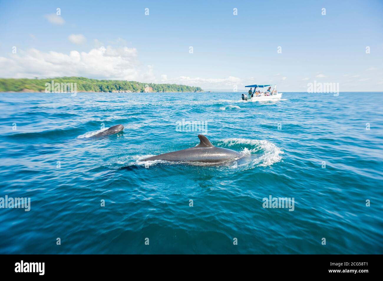 False killerwhales con barca - Parco Nazionale del Corcovado - Costa Rica Foto Stock