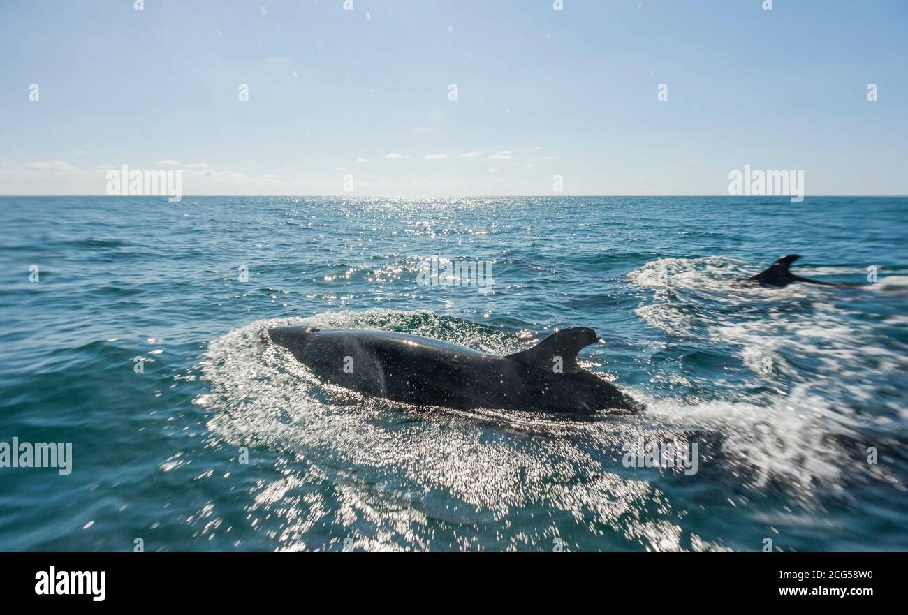False killerwhale pod - Corcovado National Park - Costa Rica Foto Stock