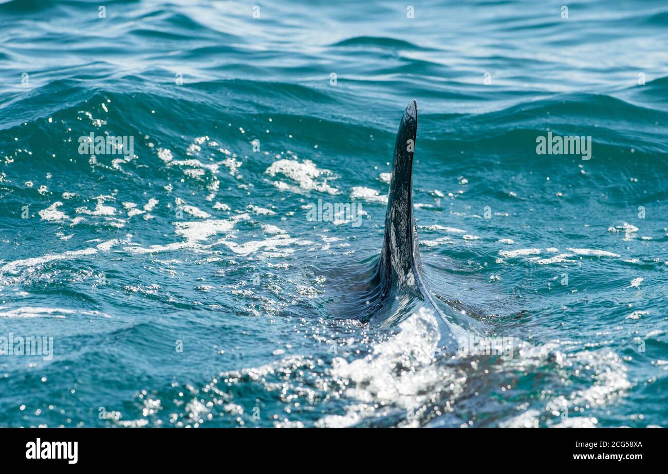 Pinna dorsale falso killerwhale - Parco Nazionale del Corcovado - Costa Rica Foto Stock