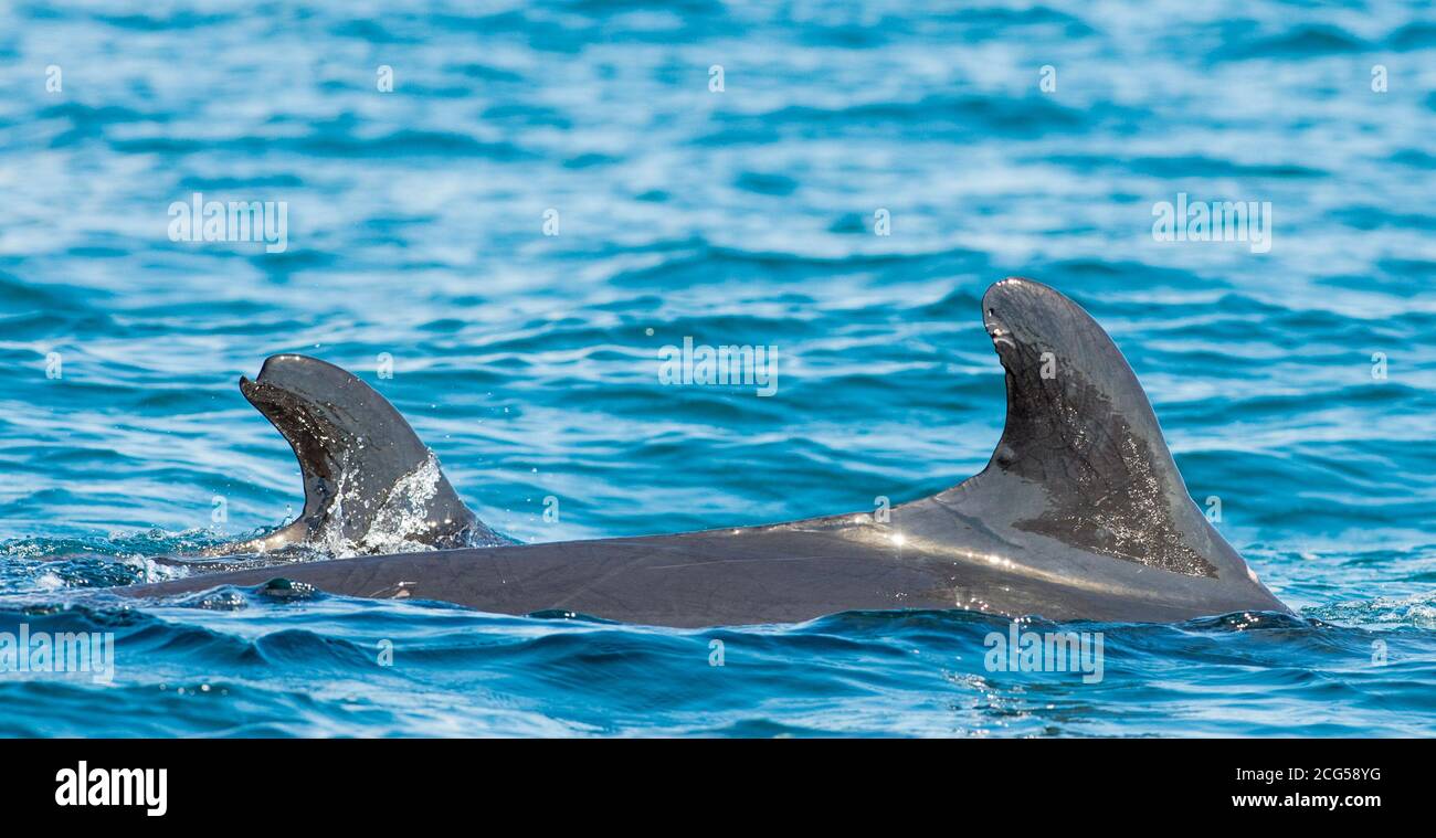 Pinne dorsali false killerwhales - Parco Nazionale del Corcovado - Costa Rica Foto Stock