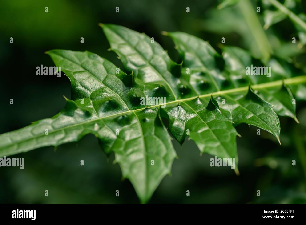 Foglie verdi di acanthus montano. Messa a fuoco selettiva con profondità di campo ridotta. Foto Stock