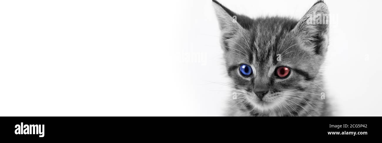 Tabby Kitten con un occhio rosso e un occhio blu. Concetto di voter indipendente. Repubblicano e democratico in uno Foto Stock