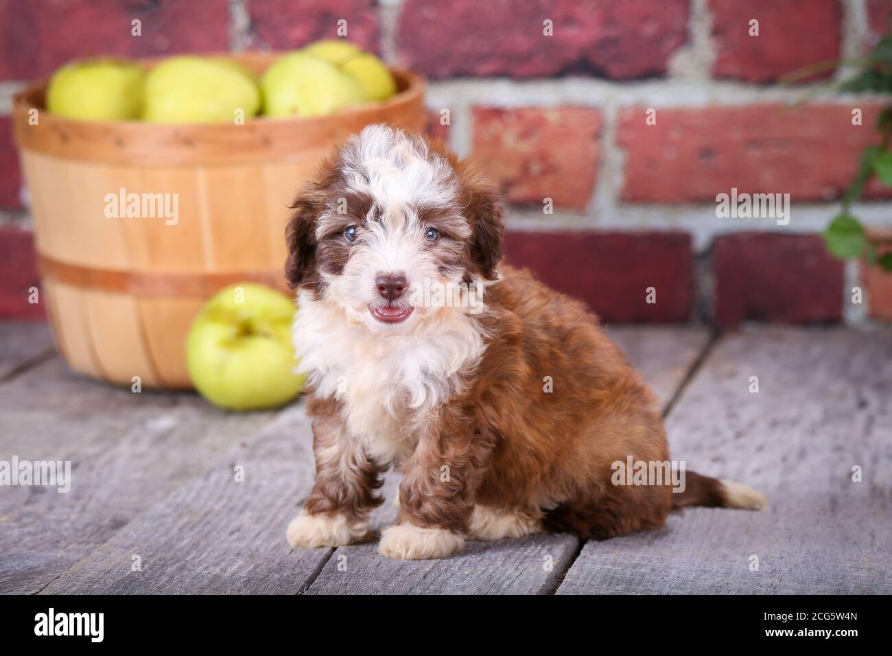 Mini cucciolo di Aussiedoodle seduto su pavimento di legno con parete di mattoni e mele sullo sfondo Foto Stock