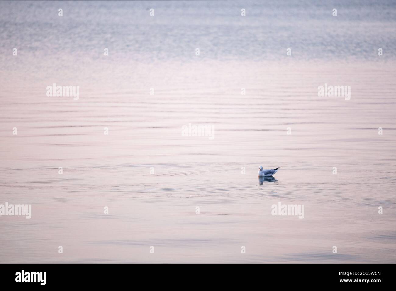 Gabbiano a testa nera sul suo piumaggio invernale, chiamato anche chroicocephalus ridibundus poggiando le sue ali mentre sulle acque del lago Palico, una grande L naturale Foto Stock