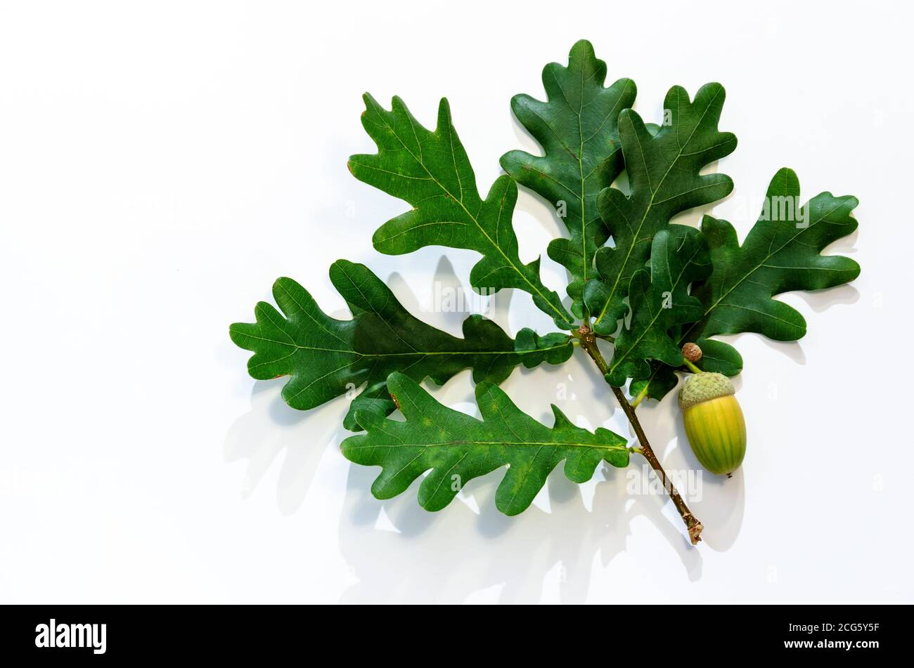 Sprig di quercia con un verde acorno su sfondo bianco. Primo piano. Spazio di copia Foto Stock