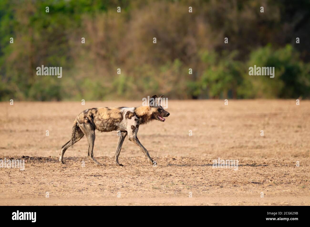 Il cane selvatico africano, Lycaon pictus, specie in via di estinzione cammina da sinistra a destra nel suo habitat del South Luangwa National Park, Zambia, Africa. Foto Stock