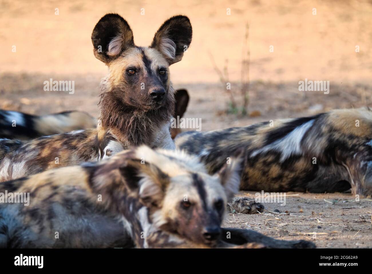 Ritratto di cane selvaggio africano, Pictus Lycaon. Il cane dipinto è una specie in pericolo. South Luangwa National Park, Zambia, Africa. Foto Stock