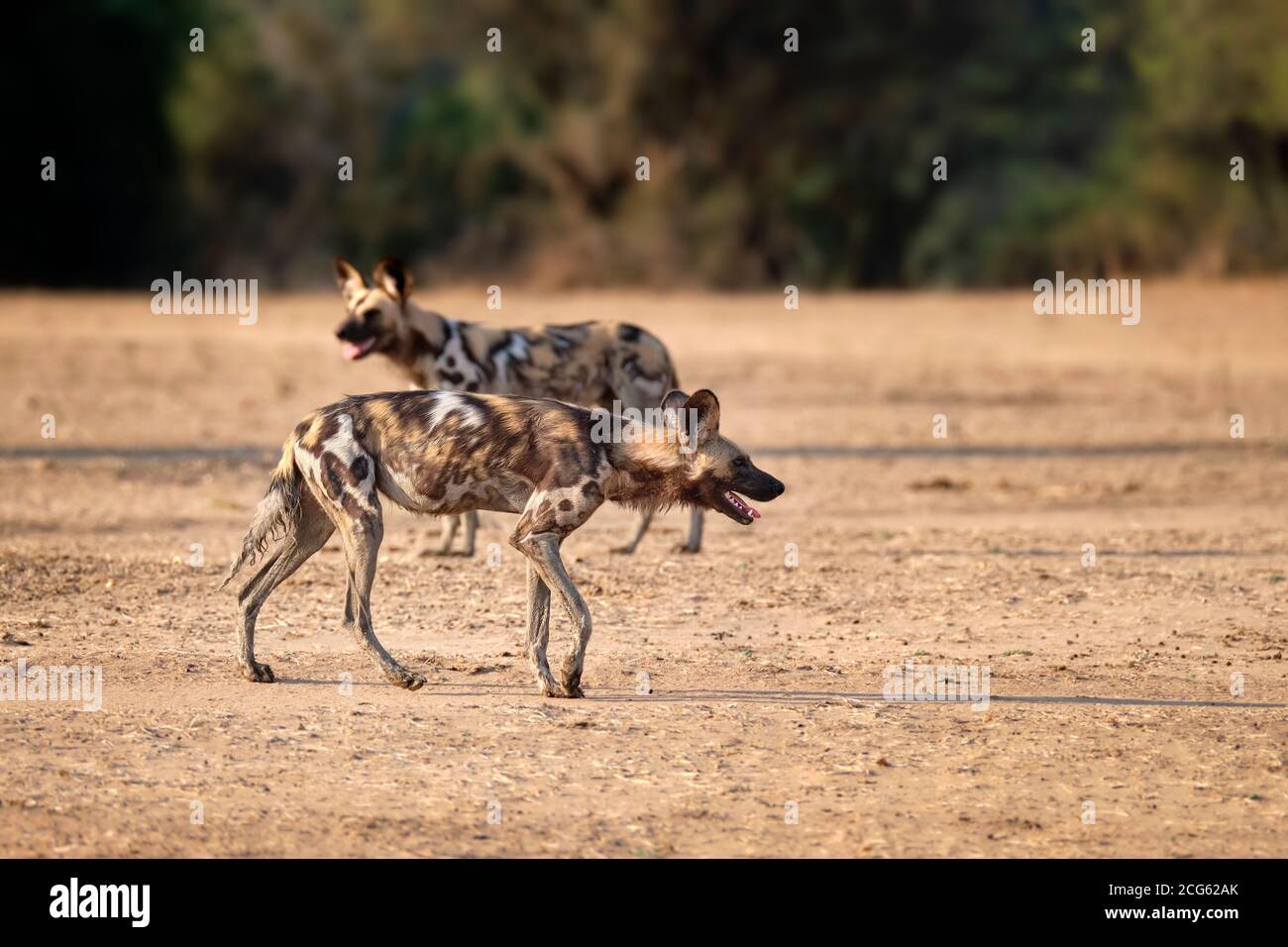 Cani selvatici africani, Lycaon pictus, specie in via di estinzione che camminano nel suo habitat del Parco Nazionale di Luangwa Sud, Zambia, Africa. Foto Stock