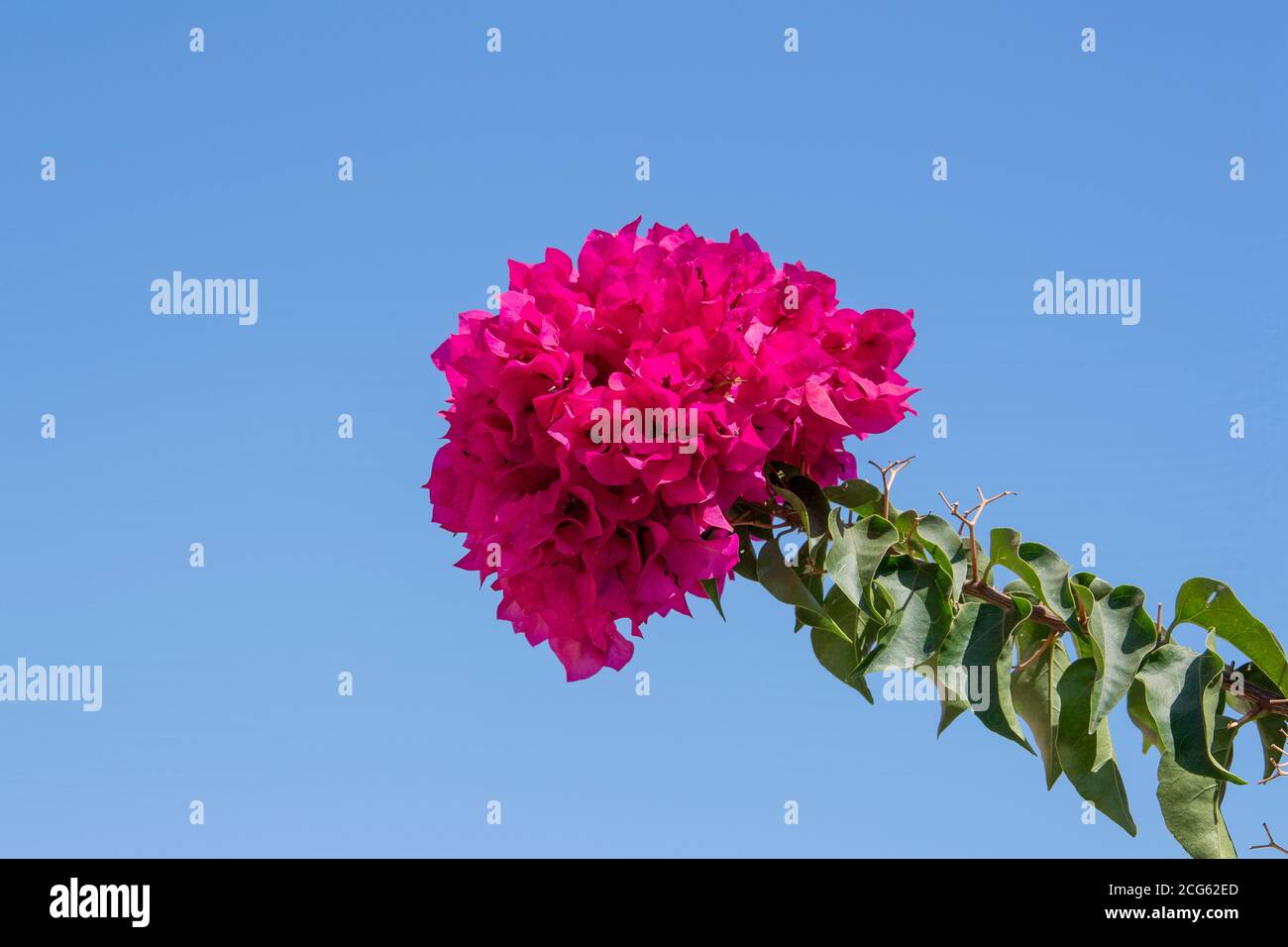 Rosso Bougainvillea Fiori Grecia / Greco Foto Stock