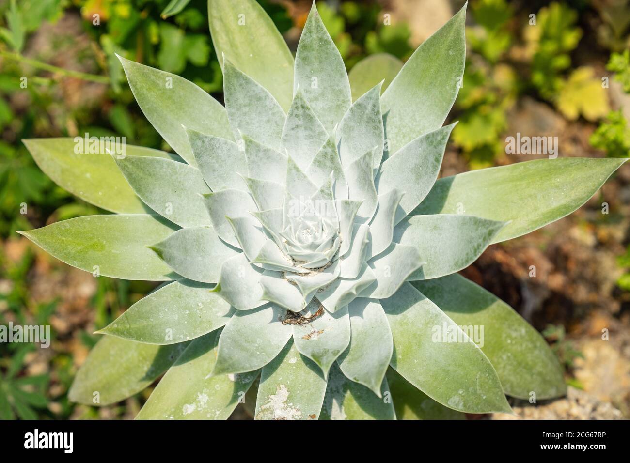 L'aloe è un genere che contiene più di 550 specie di fioritura piante succulente Foto Stock