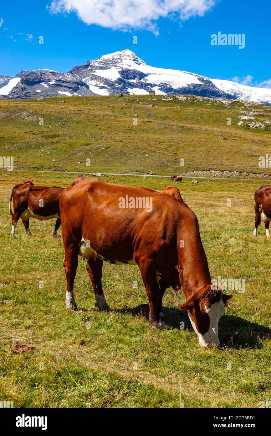 Mucche brune pascoli estivi, Bellecombe, Termignon, Parco Nazionale della Vanoise, Maurienne, Francia Foto Stock