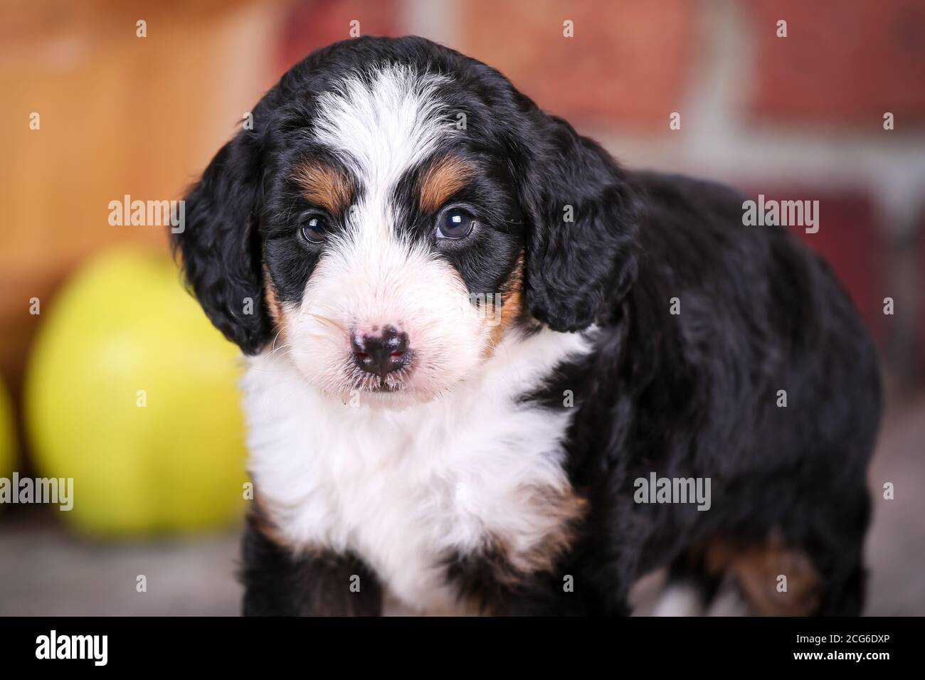 Mini cucciolo di Aussiedoodle in piedi su pavimento di legno con parete di mattoni e mele sullo sfondo Foto Stock