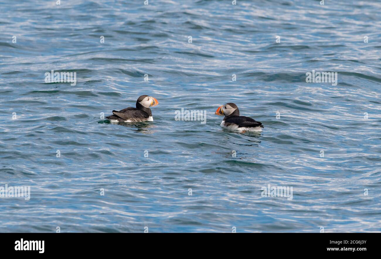 Puffin in acque islandesi, dove si spostano durante l'estate per la stagione di accoppiamento, occupato con la pesca e l'alimentazione dei loro pufflings Foto Stock