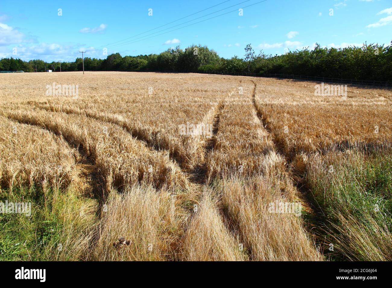Cingoli del veicolo su un campo di grano agricolo Foto Stock