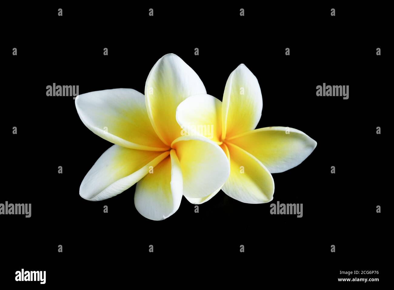 Due bellissimi fiori frangipani o plumeria isolati su nero. Foto Stock