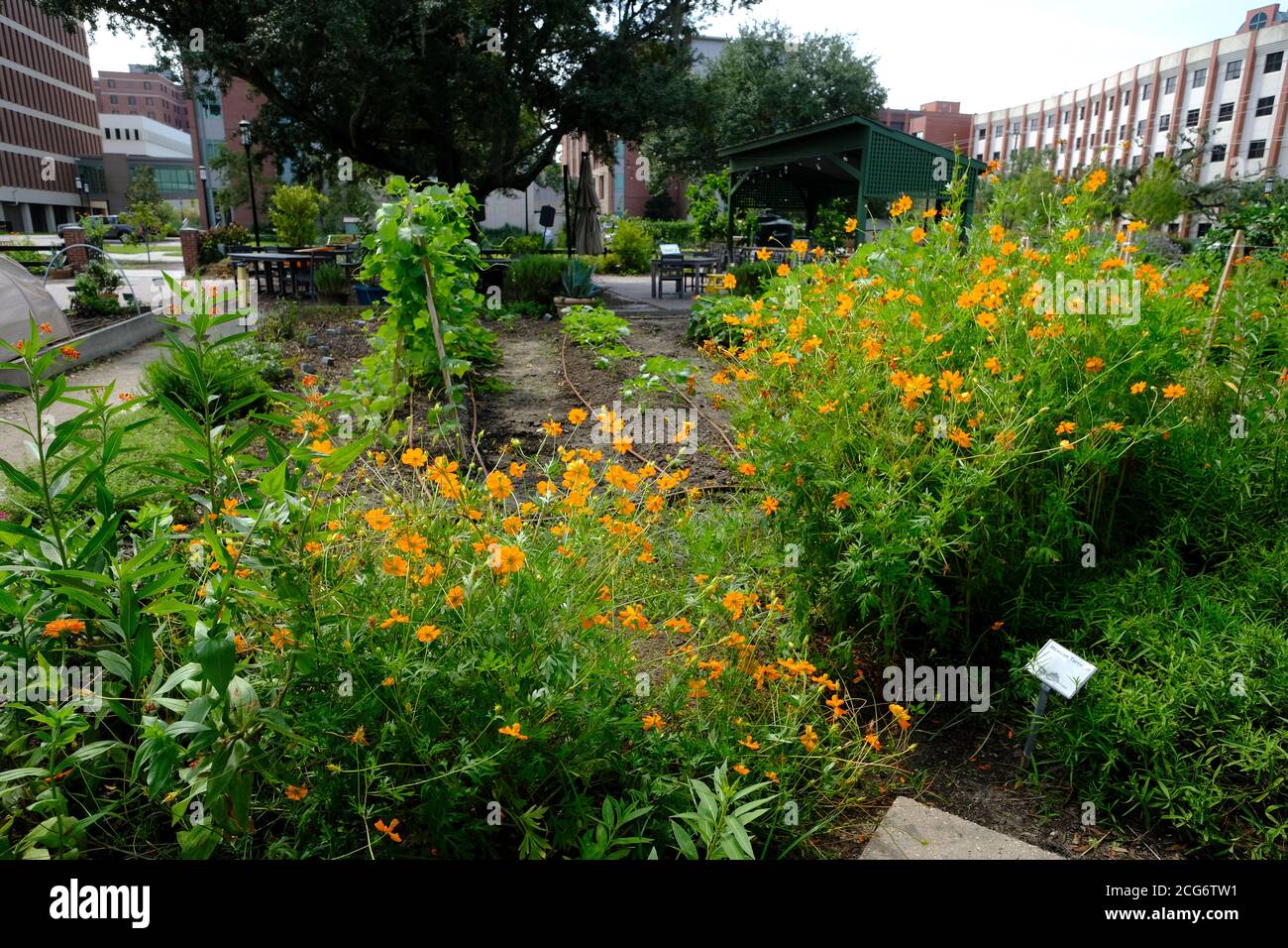 Urban Garden piantando il secondo raccolto che sta mostrando forte crescita di pomodori, peperoni, verdi, fiori e prodotti correlati. Foto Stock