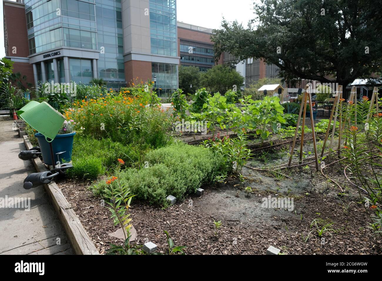 Urban Garden piantando il secondo raccolto che sta mostrando forte crescita di pomodori, peperoni, verdi, fiori e prodotti correlati. Foto Stock