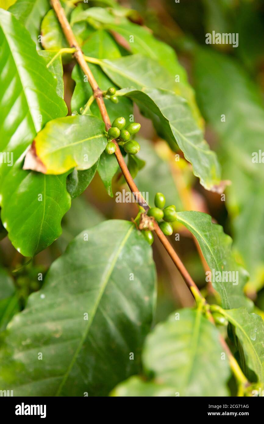 Frutta fresca di caffè verde pianta che cresce in fattoria Foto Stock