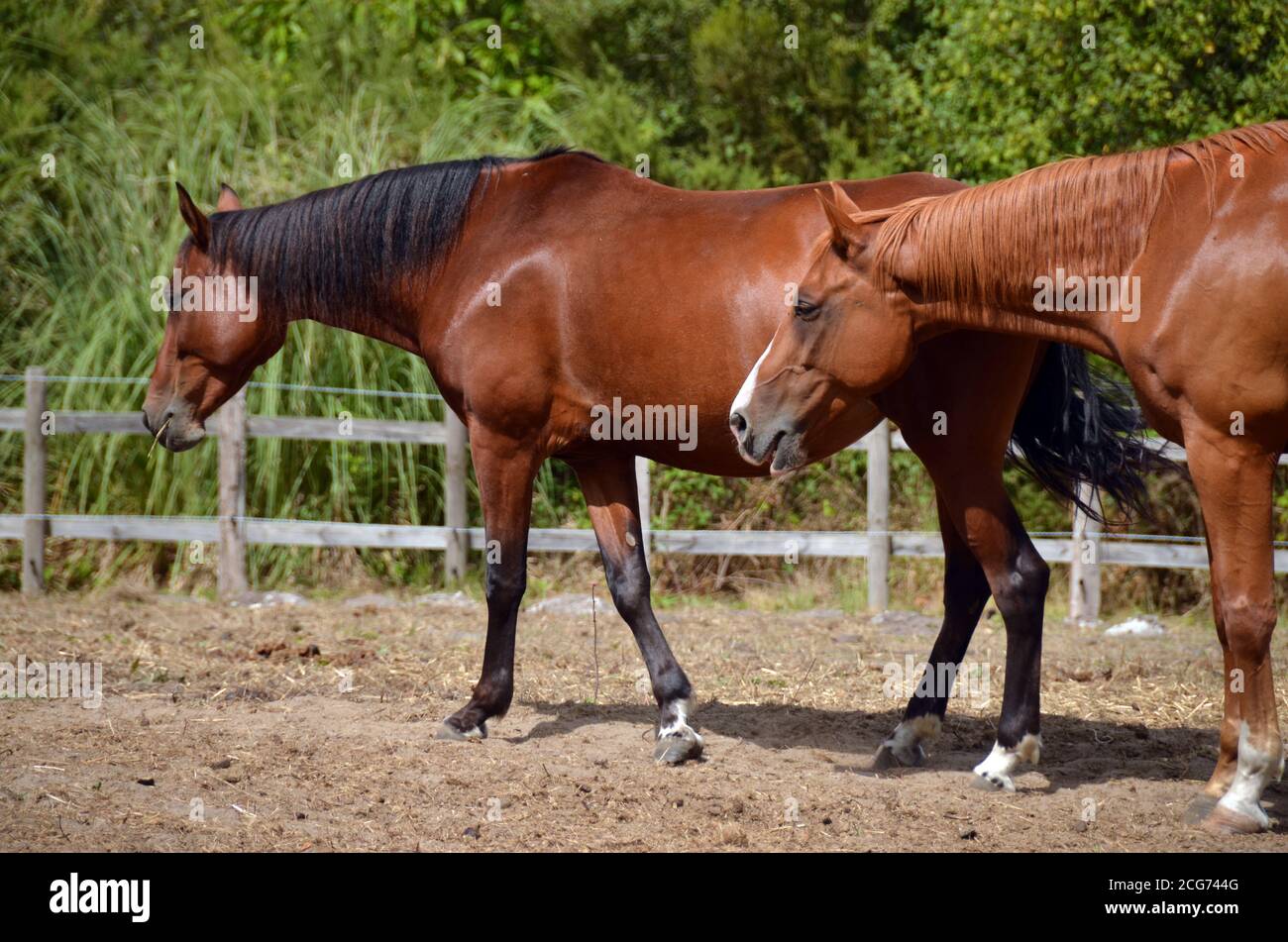 Due cavalli che riposano in un campo vicino al villaggio di Arjuzanx, Francia sud-occidentale. Foto Stock