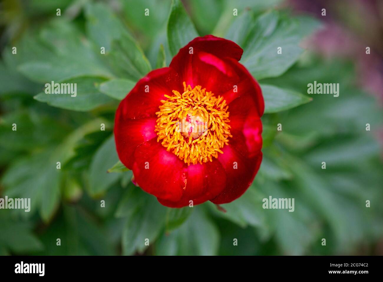 Vista dall'alto di paeonia peregrina - pianta selvaggia ripresa in primavera. Foto Stock