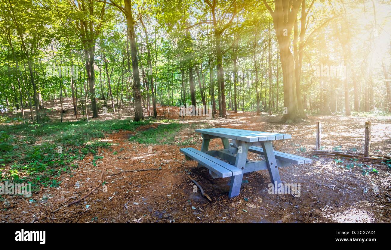 Tavolo da picnic in legno nella foresta e raggi del sole attraverso gli alberi decidui in una bella giornata estiva. Foto Stock