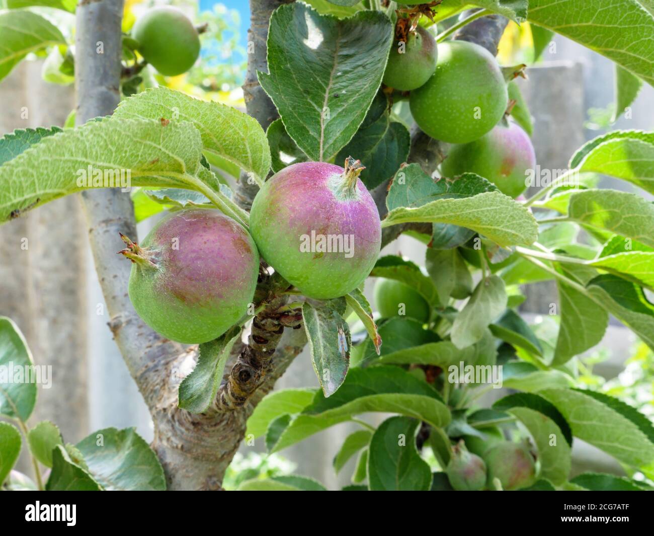 Un ramo con piccole mele verdi e rosse semirature che crescono su un giovane albero da frutto nel cortile posteriore di una casa di villaggio. Foto Stock