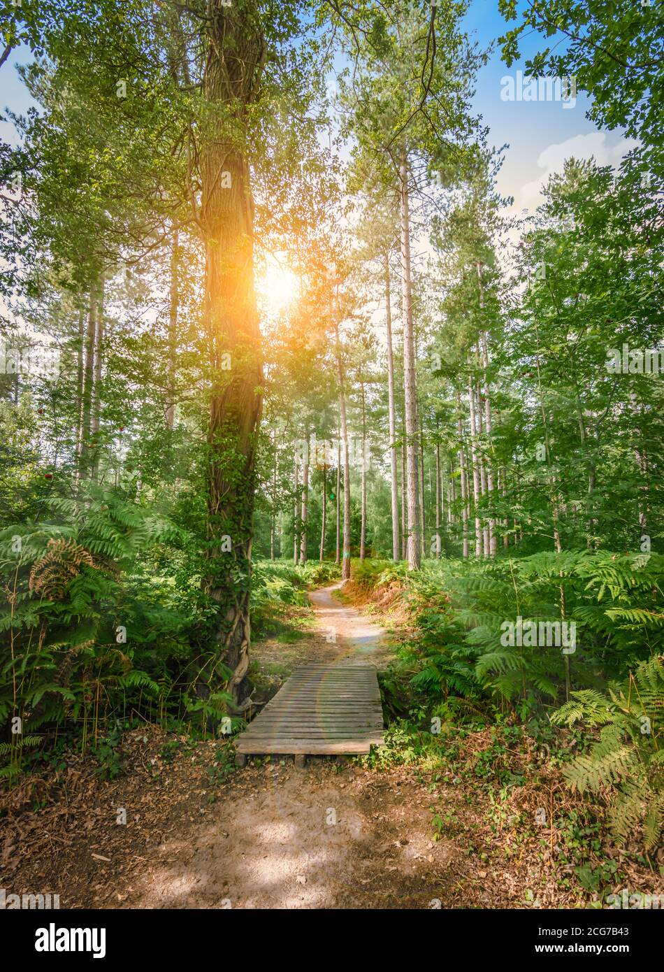 Sentiero pedonale con piccolo ponte di legno attraverso il parco naturale in Belgio. Foto Stock