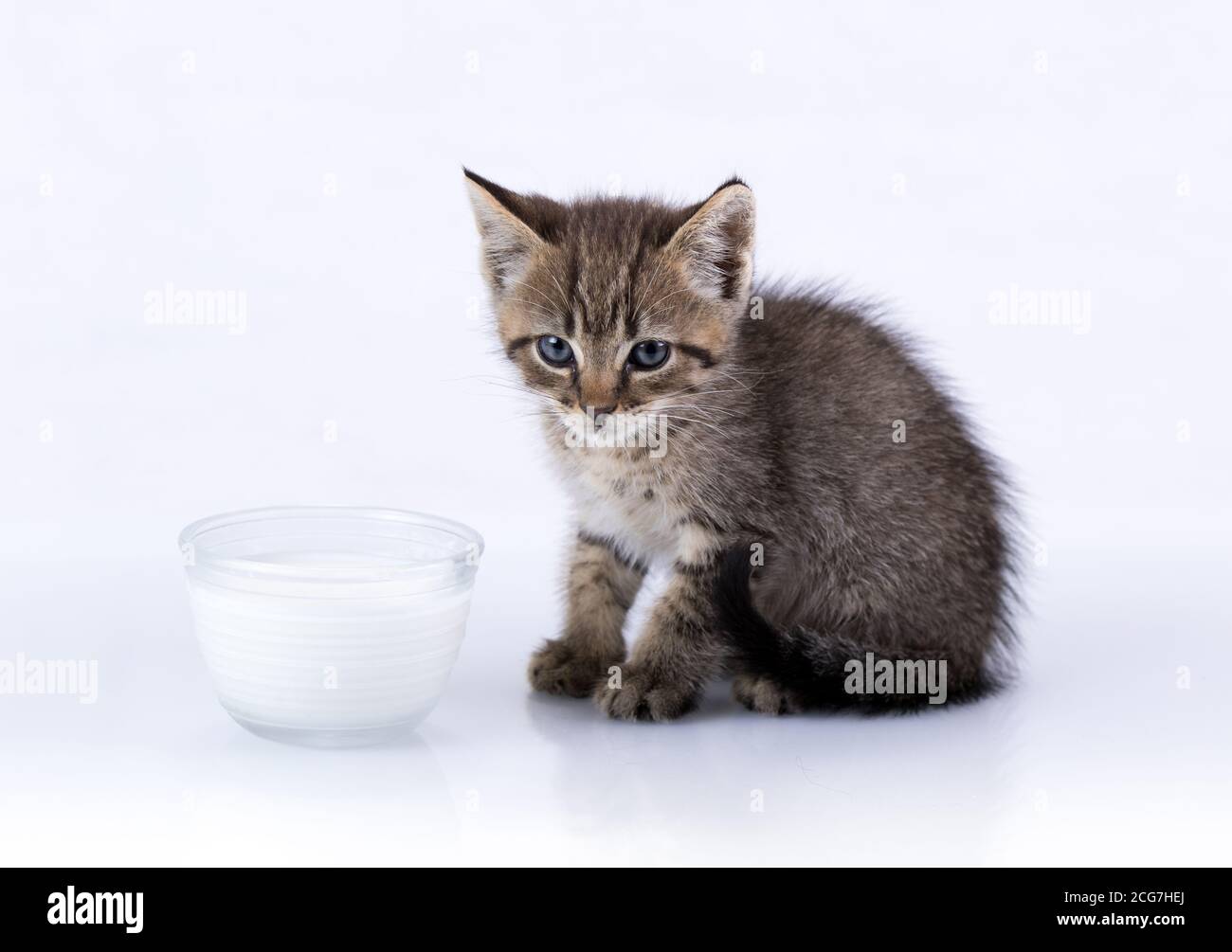 Domestico Tabby Kitten seduto su una superficie riflettente isolato sopra latte bianco Foto Stock Domestico Tabby Kitten seduto su una superficie riflettente isolato sopra latte bianco Foto Stock