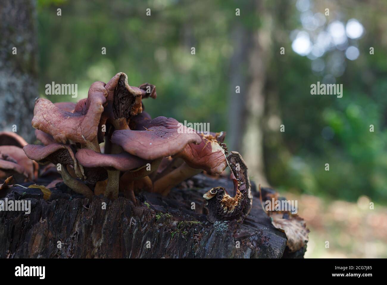 Funghi che crescono su un moncone da vicino, raccogliendo funghi in una foresta, fuoco selettivo, Foto Stock