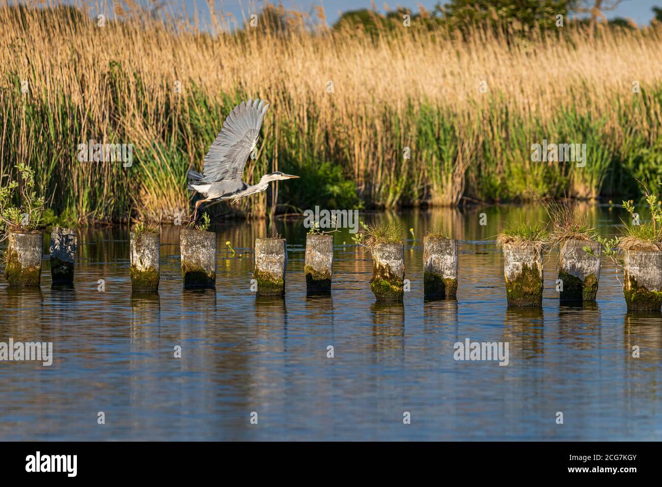 Der Grureiher im Flug Foto Stock