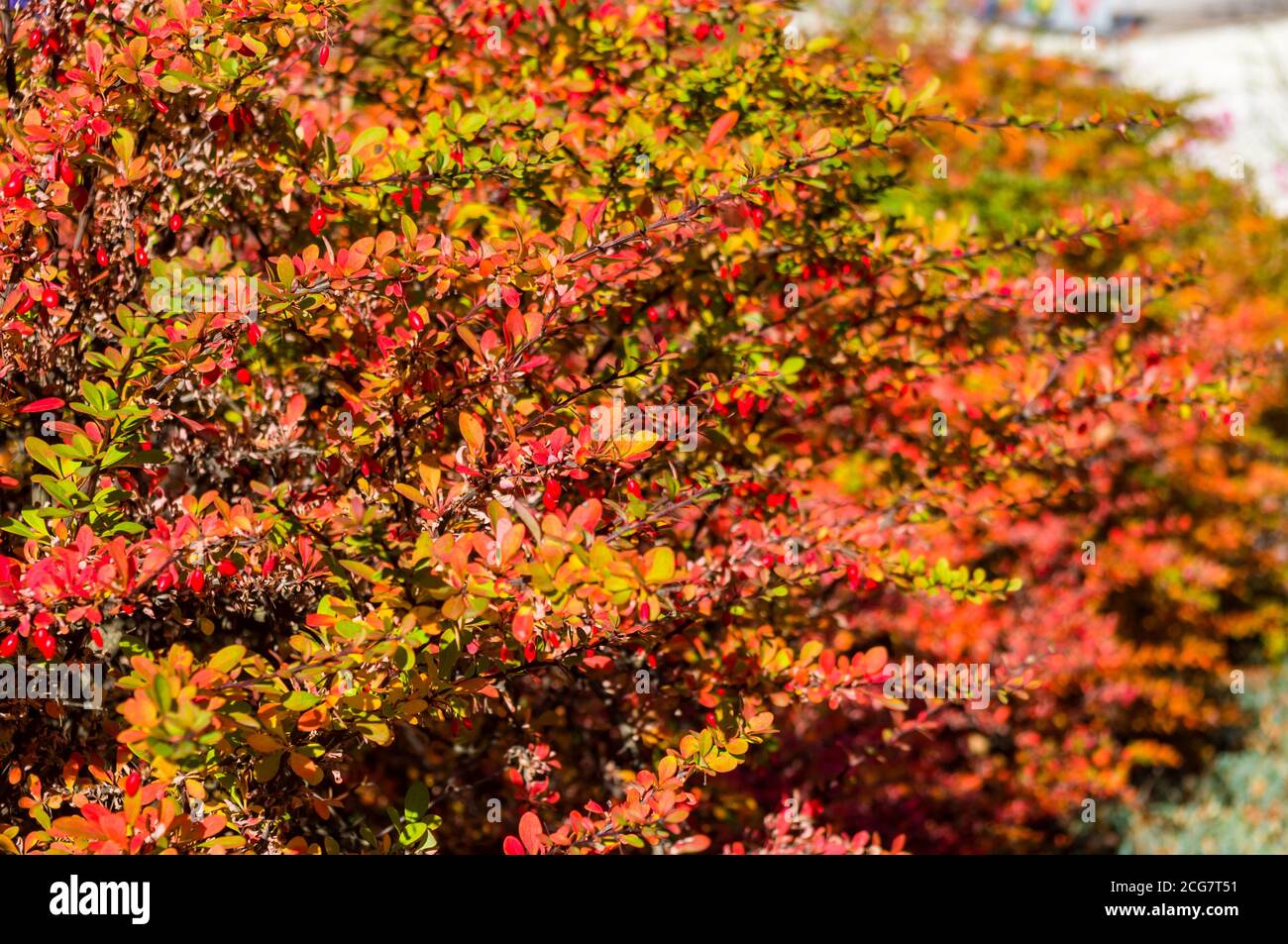 Grappoli di bacche rosse di un Cotoneaster Horizalis Decne. Illuminato da luce solare tenue sera, sfondo autunno Foto Stock