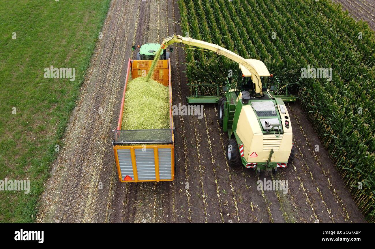 Un trinciatore sta raccogliendo un campo di mais alla fine dell'estate nei Paesi Bassi. Foto Stock