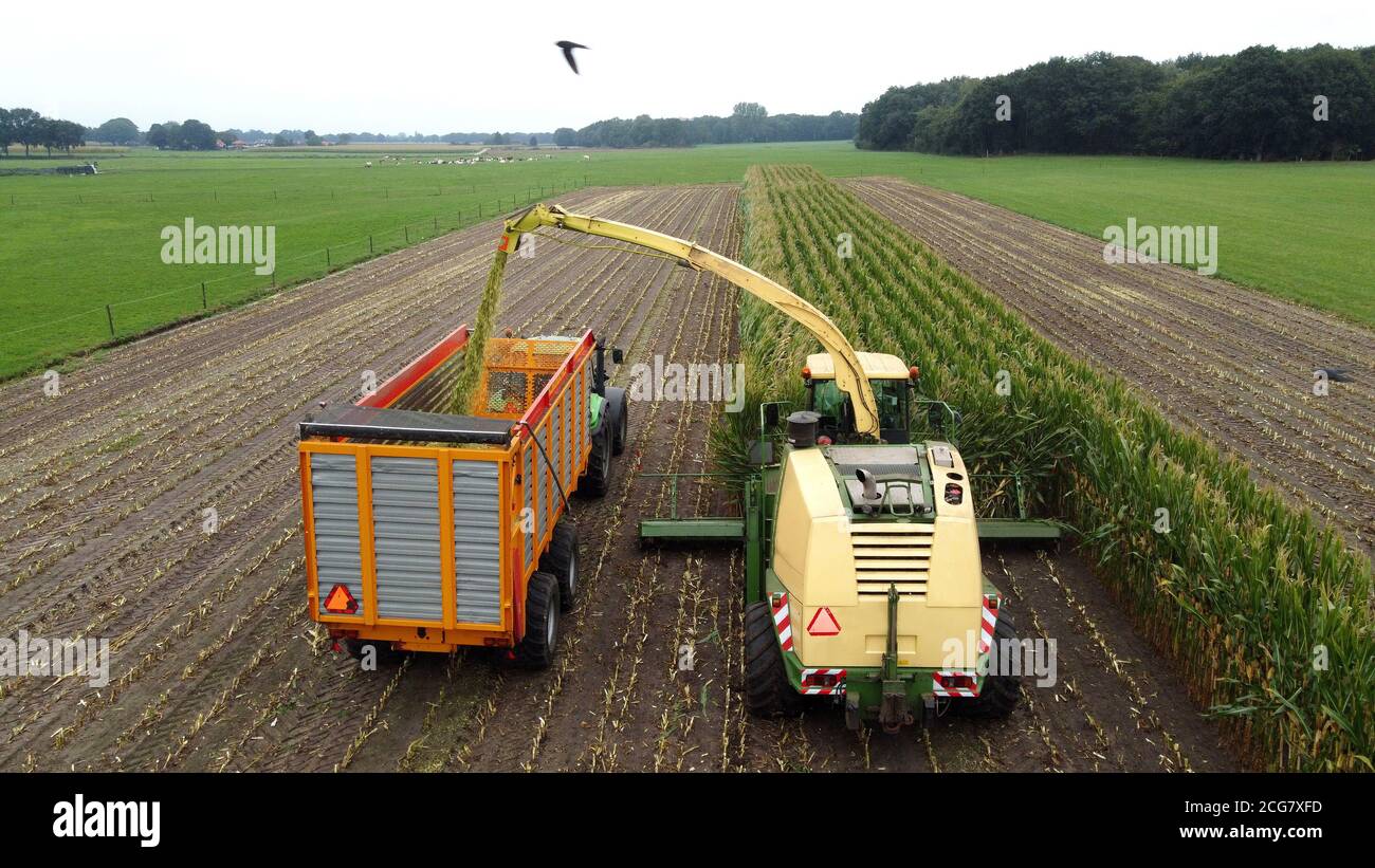 Un trinciatore sta raccogliendo un campo di mais alla fine dell'estate nei Paesi Bassi. Foto Stock