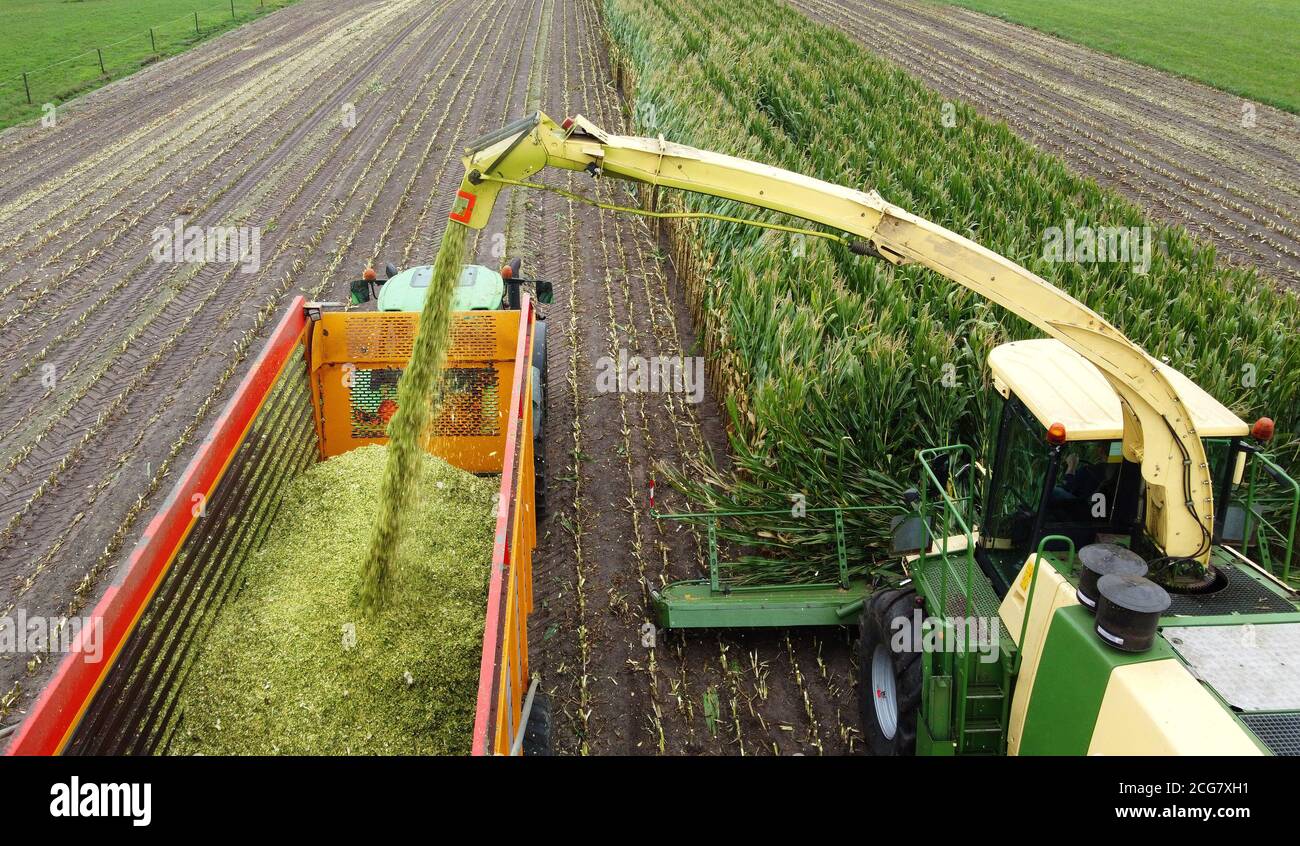 Un trinciatore sta raccogliendo un campo di mais alla fine dell'estate nei Paesi Bassi. Foto Stock