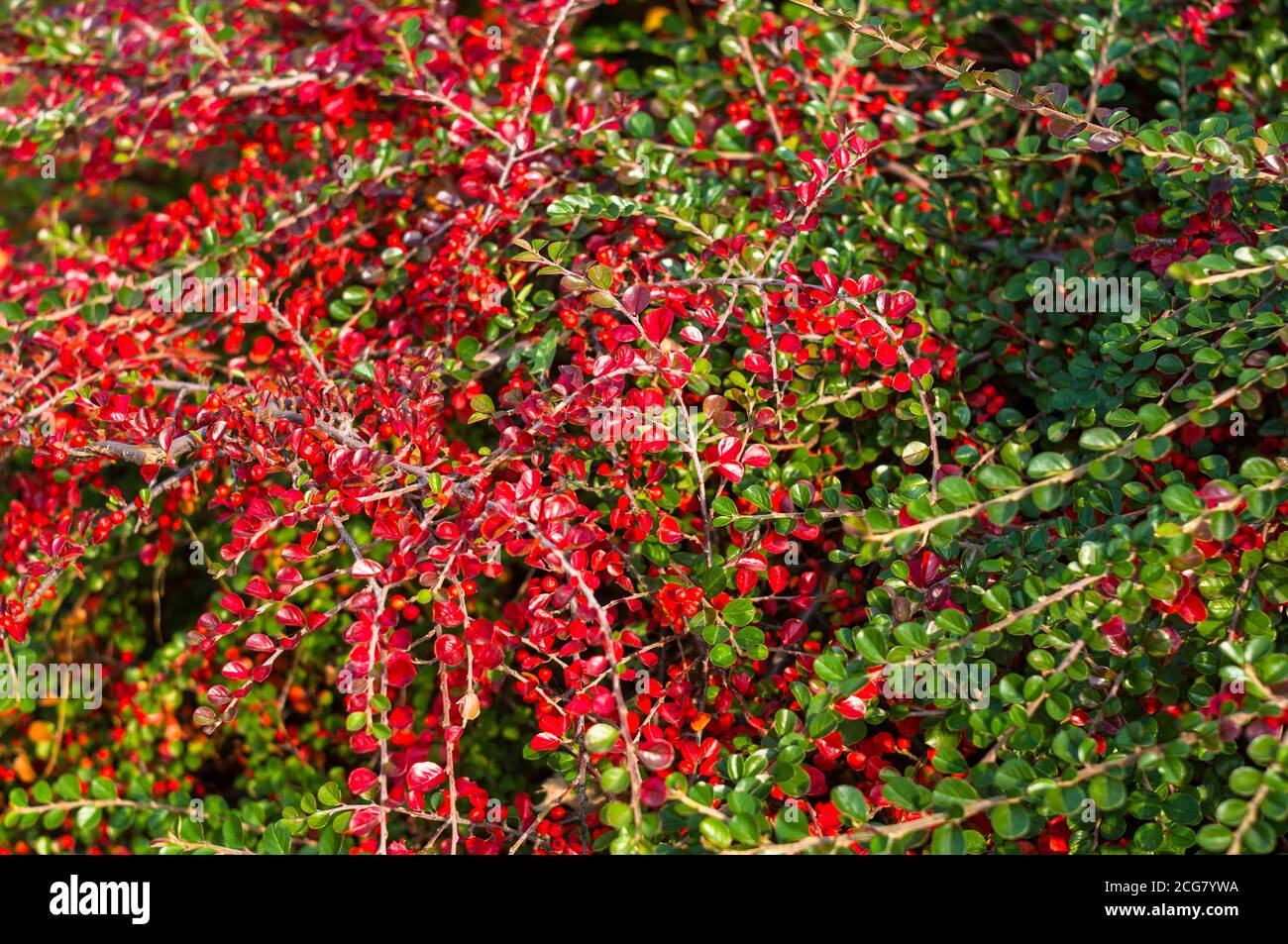 Grappoli di bacche rosse di un Cotoneaster Horizalis Decne. Illuminato da luce solare tenue sera, sfondo autunno Foto Stock