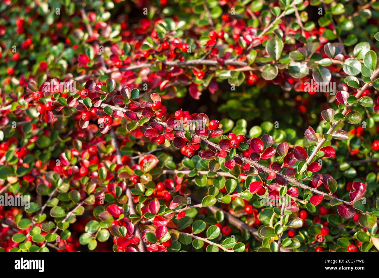 Grappoli di bacche rosse di un Cotoneaster Horizalis Decne. Illuminato da luce solare tenue sera, sfondo autunno Foto Stock