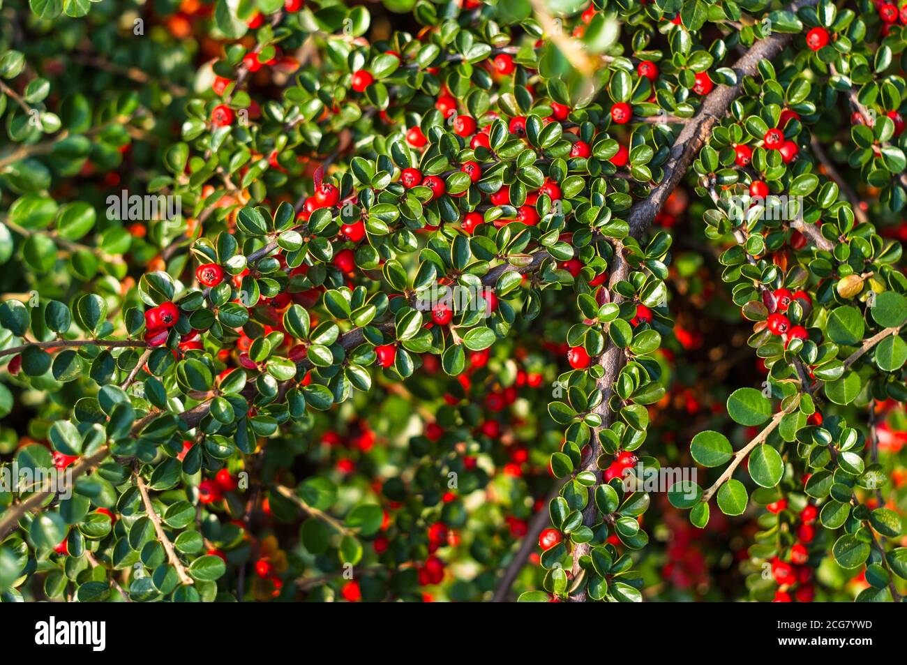 Grappoli di bacche rosse di un Cotoneaster Horizalis Decne. Illuminato da luce solare tenue sera, sfondo autunno Foto Stock