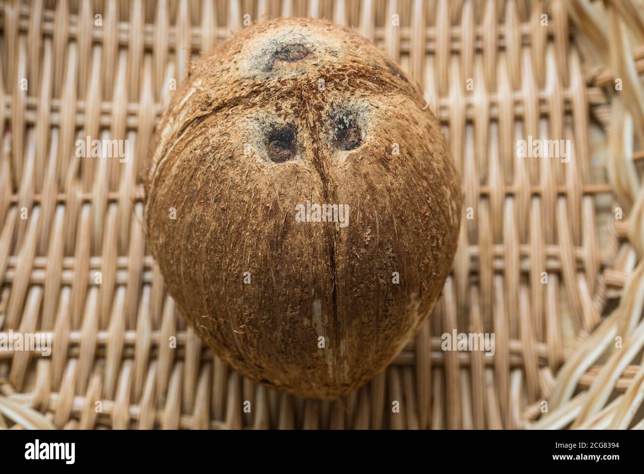 Una noce di cocco cruda intera in un cestino. Una noce di cocco cruda intera in un cestino. Foto Stock