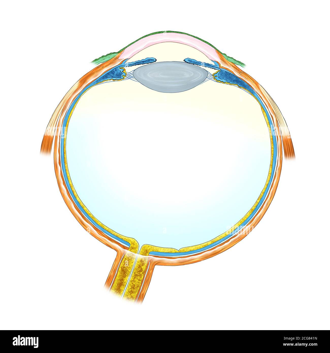 Illustrazione anatomica degli occhi su sfondo bianco Foto Stock