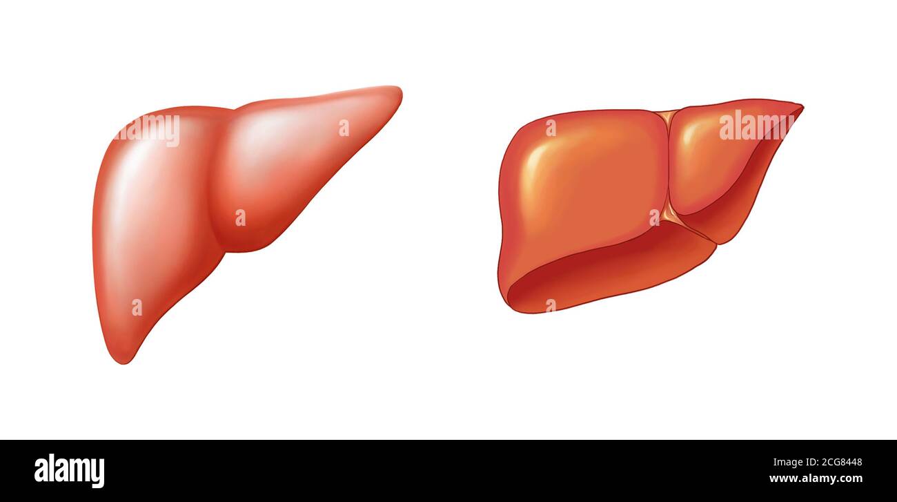 illustrazioni anatomiche del fegato Foto Stock
