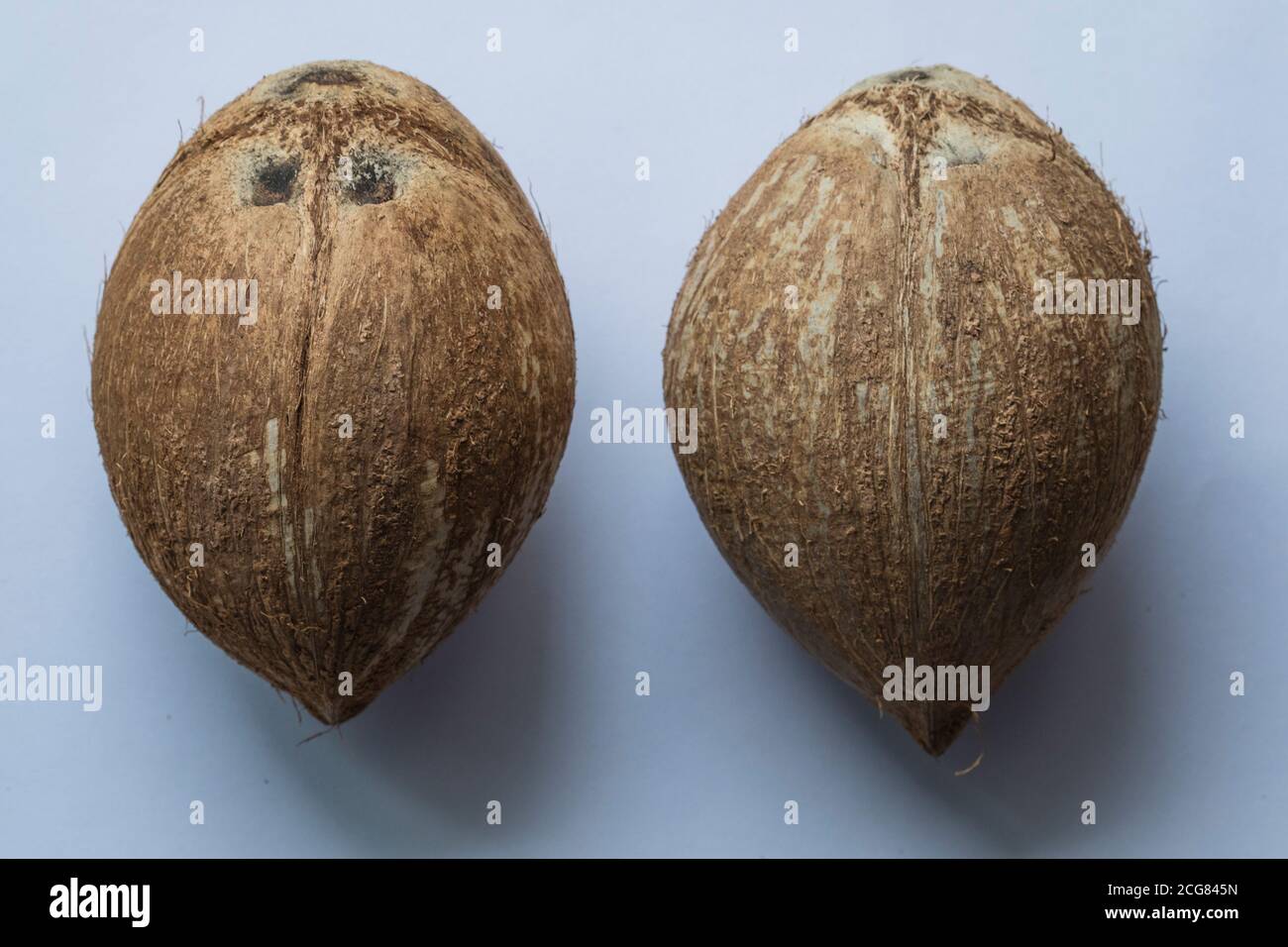 Due noci di cocco grezze intere isolate su sfondo bianco. Foto Stock