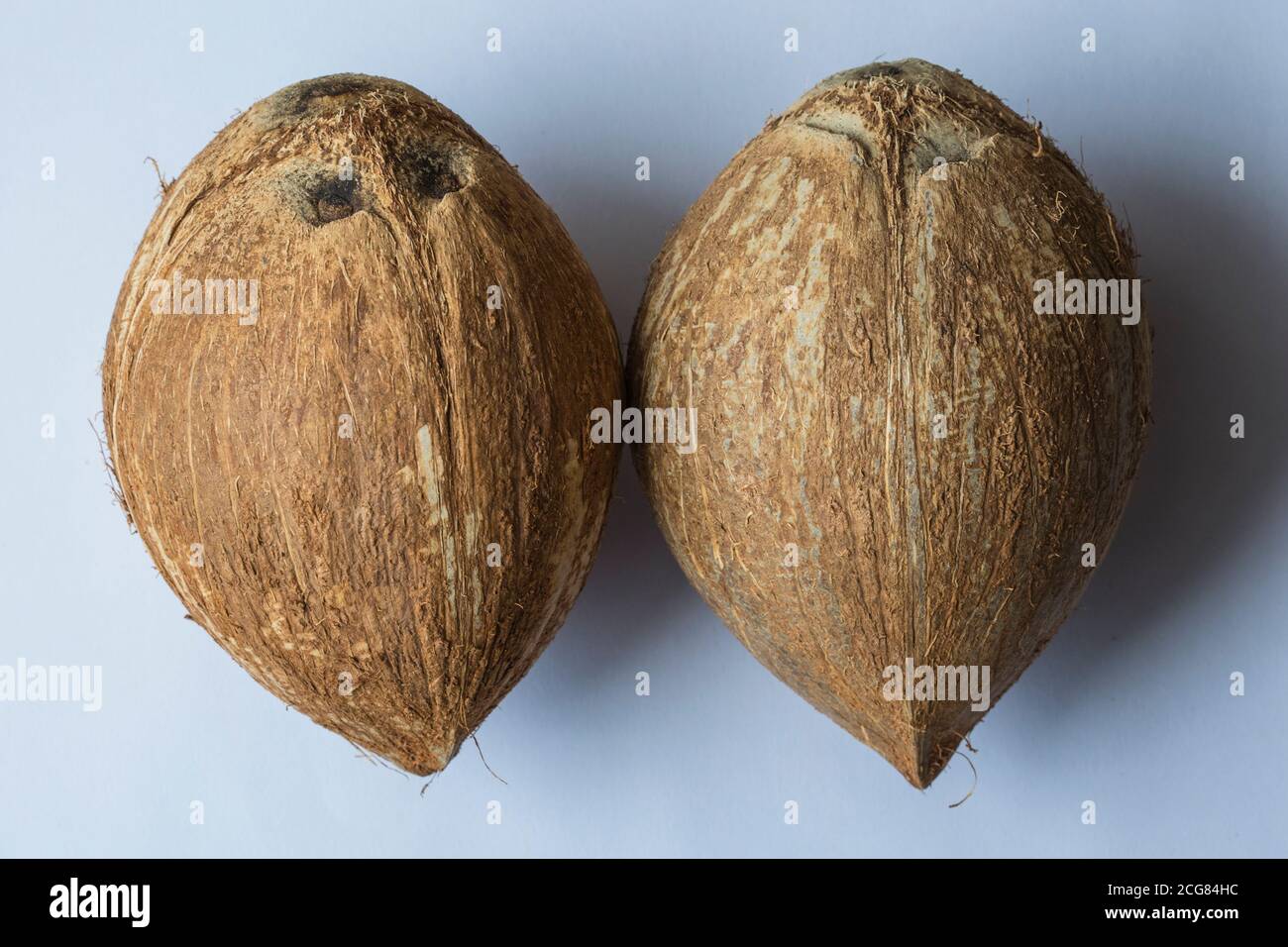 Due noci di cocco grezze intere isolate su sfondo bianco. Foto Stock